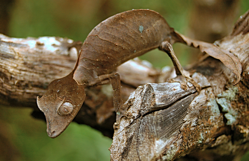 Gecko cola de hoja satánico | Shutterstock