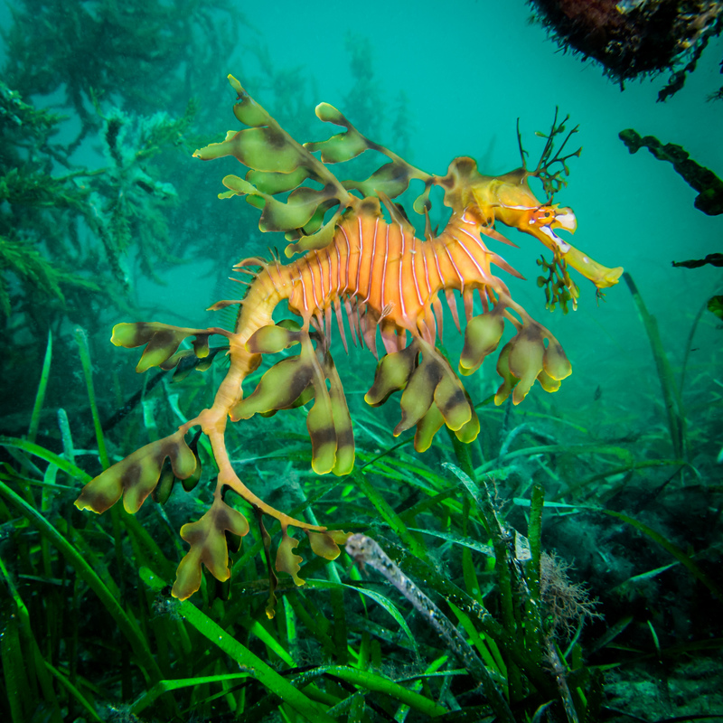 Dragón de mar foliado | Shutterstock