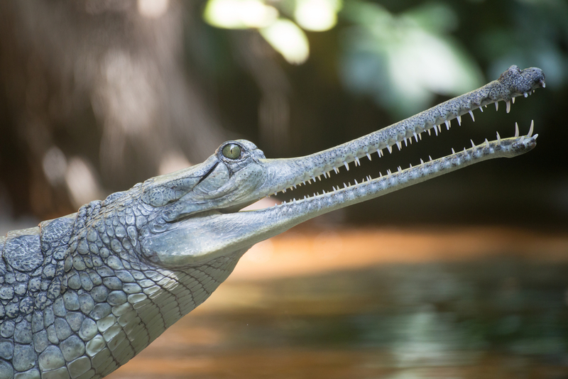 Cocodrilo gavial | Shutterstock