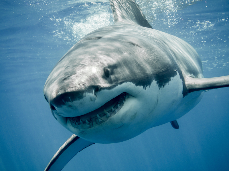 El gran tiburón blanco | Shutterstock