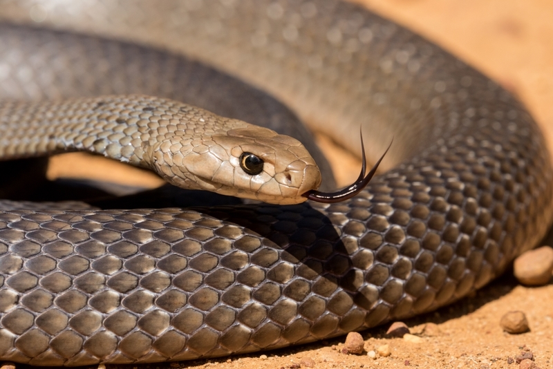 Serpiente marrón | Shutterstock