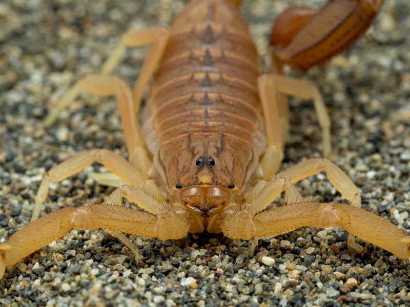 Escorpión rojo indio | Shutterstock
