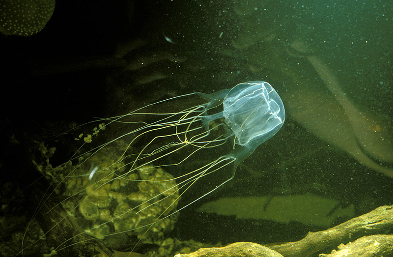 Avispas de mar o cubomedusas | Getty Images Photo by Auscape