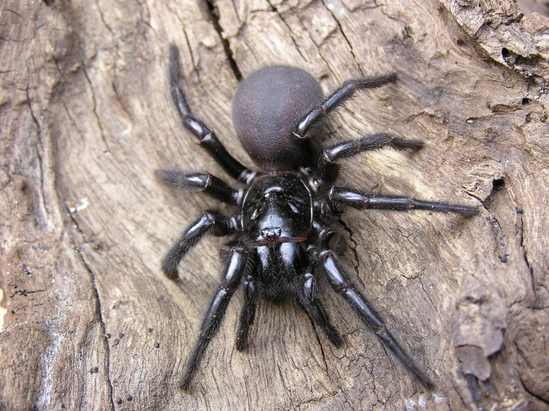 Araña de embudo o australiana | Shutterstock