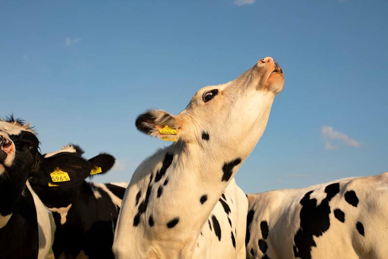 Vaca | Shutterstock
