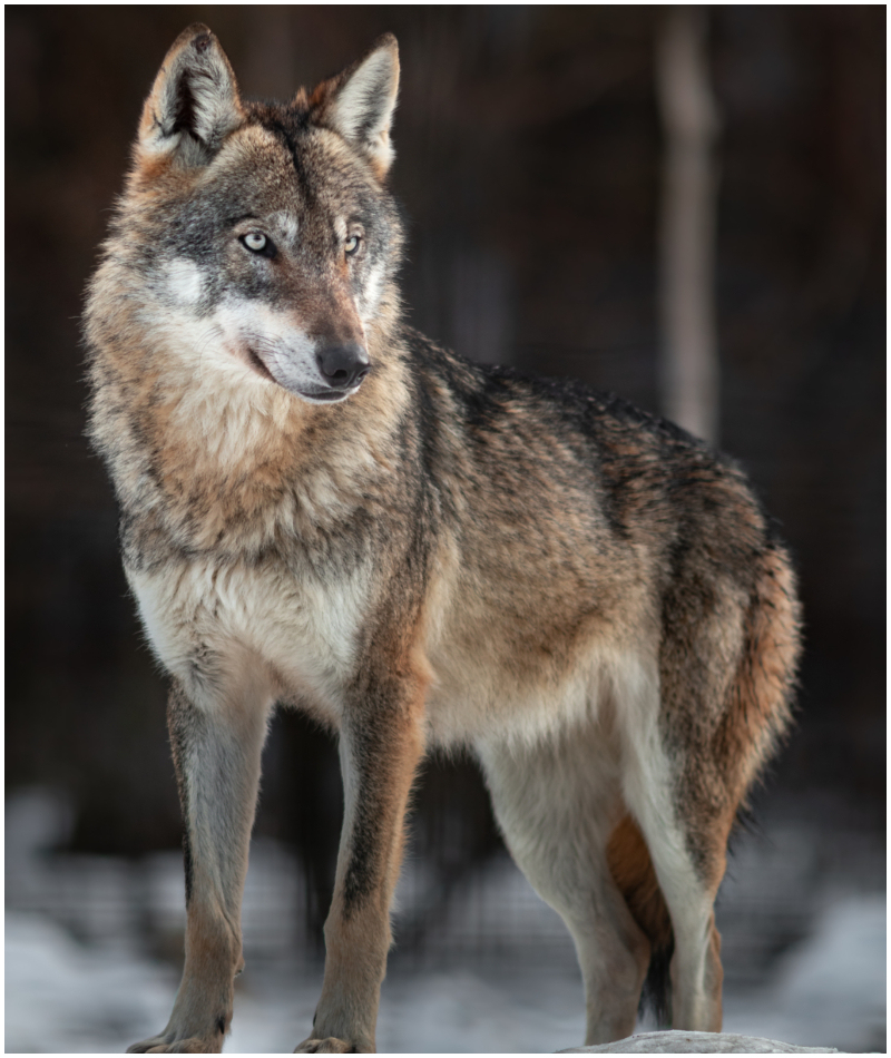 Lobo gris o lobo europeo/común | Shutterstock
