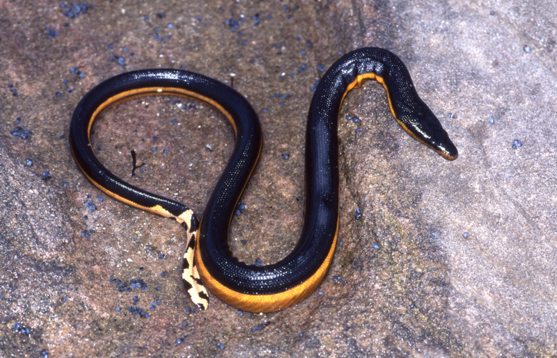 Serpiente marina amarilla | Shutterstock