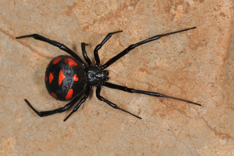 Viuda negra europea o araña sangrienta | Shutterstock