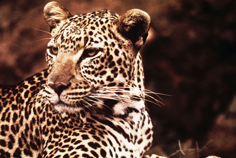 Leopardo africano | Getty Images Photo by Bettmann