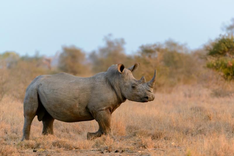 Rinoceronte | Shutterstock