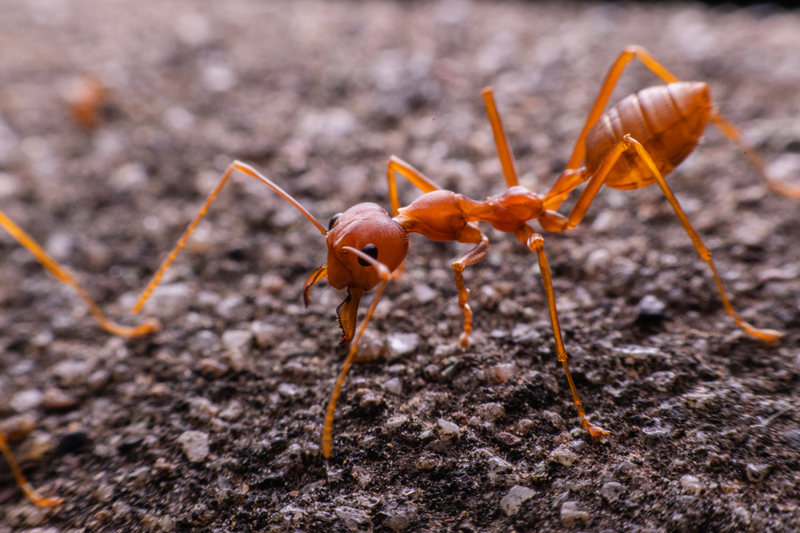 Hormigas coloradas u hormigas de fuego | Shutterstock