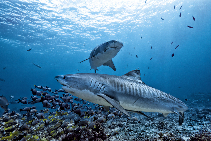 Tiburón tigre | Shutterstock