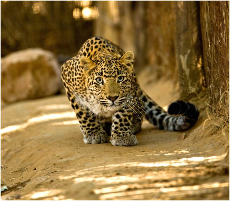 Leopardo de Ceilán o de Sri Lanka | Alamy Stock Photo by Dinodia Photos RM
