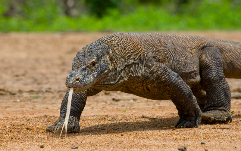Dragón de Komodo | Shutterstock