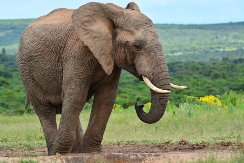 Elefante africano | Shutterstock