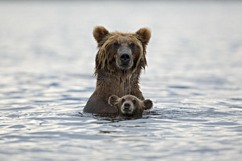 Oso grizzli u oso gris | Getty Images Photo by Marco Mattiussi