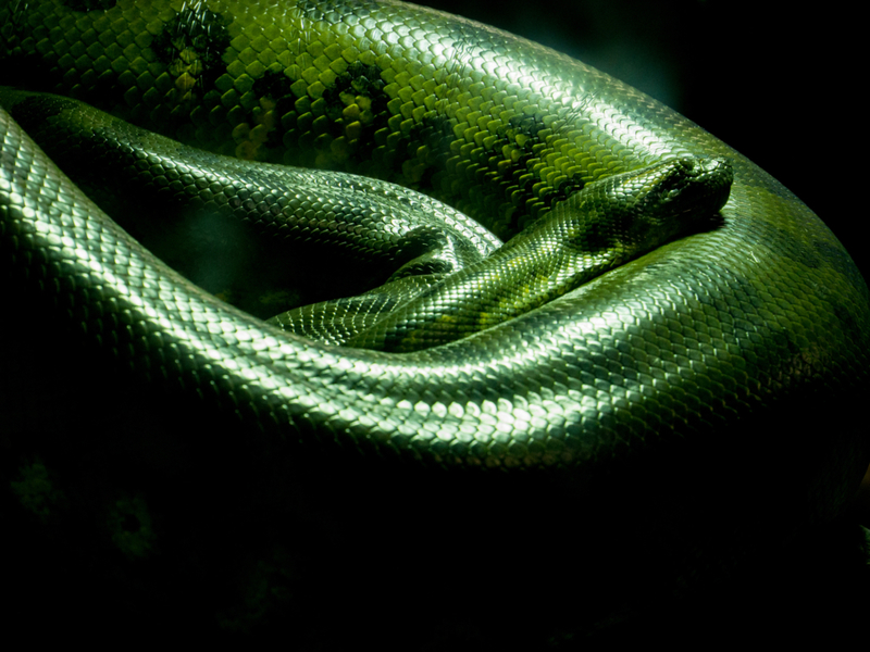 Anaconda verde | Getty Images Photo by Supakorn Rattanarach
