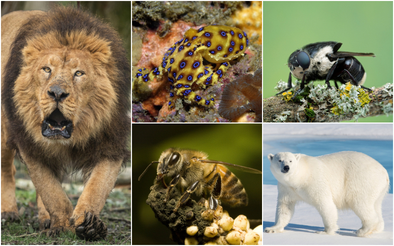 Las especies animales más peligrosas del planeta | Shutterstock & Getty Images Photo by Alexey Seafarer 