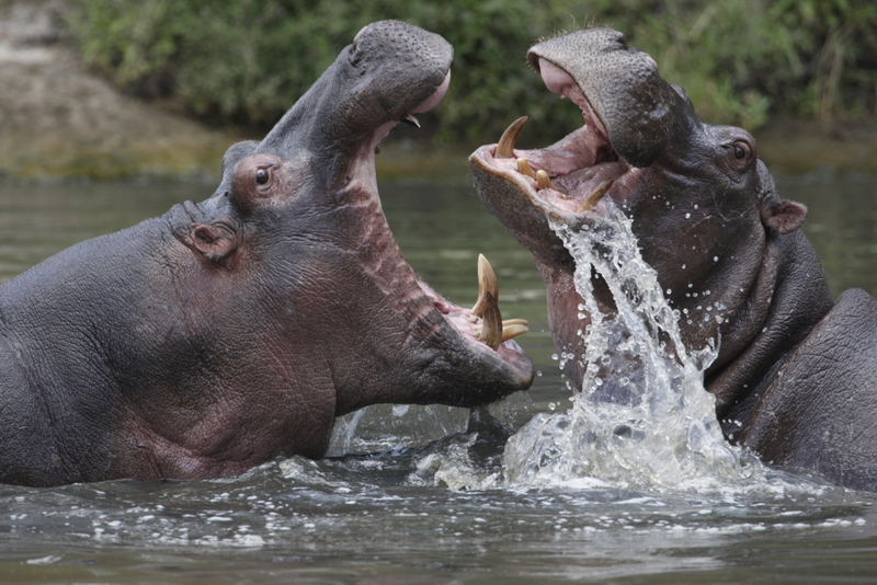 Hipopótamo | Getty Images Photo by GP232