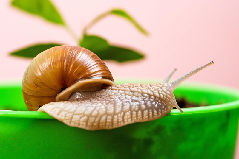Snail Deterrent | Alamy Stock Photo