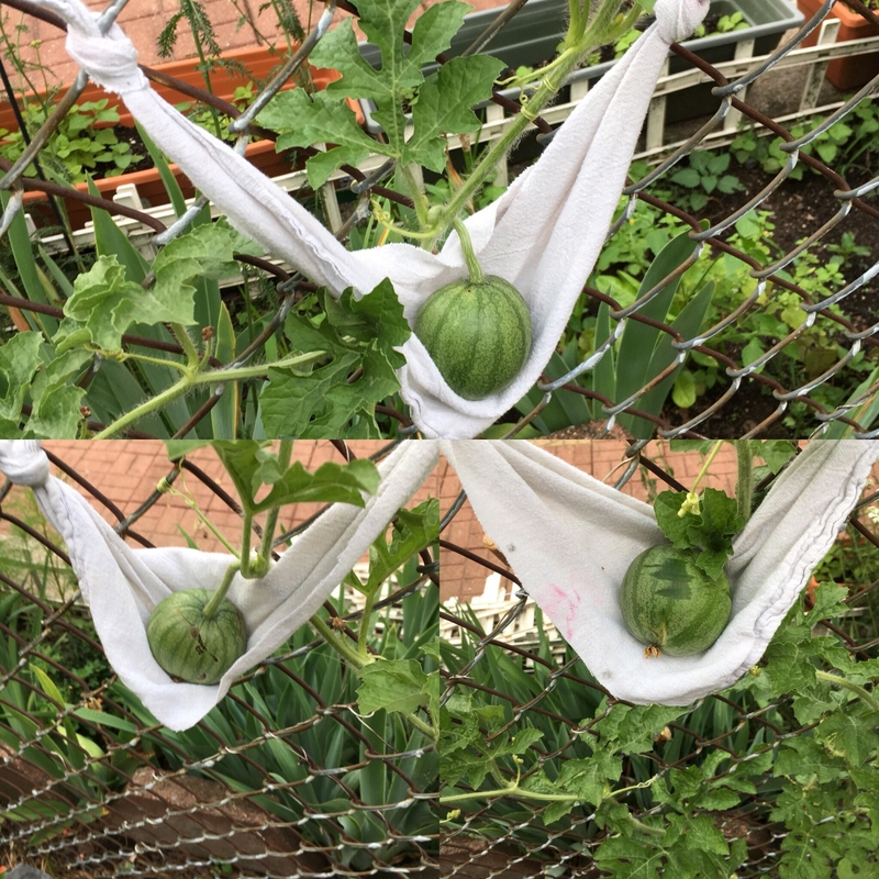 Make a Hammock for Your Melons | Reddit.com/sugamonkey