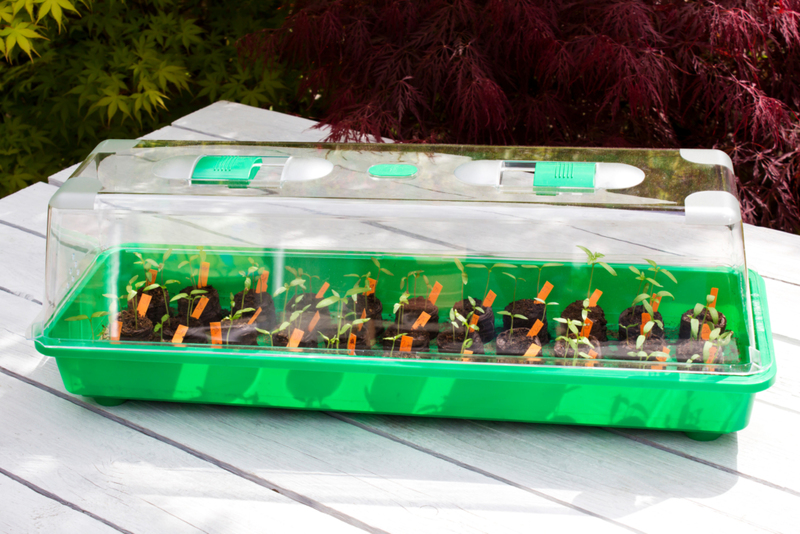 A Mini Plastic Greenhouse | Alamy Stock Photo
