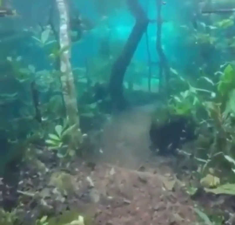 What Happens When the Forest Floods? | Imgur.com/FxWeBHP