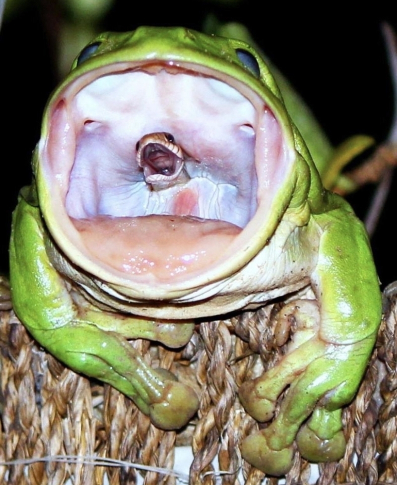 What if a Frog Ate a Snake? | Alamy Stock Photo