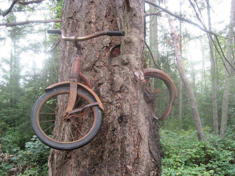 What if You Left a Bike Chained to a Tree for 60 Years? | Imgur.com/nobaddays68