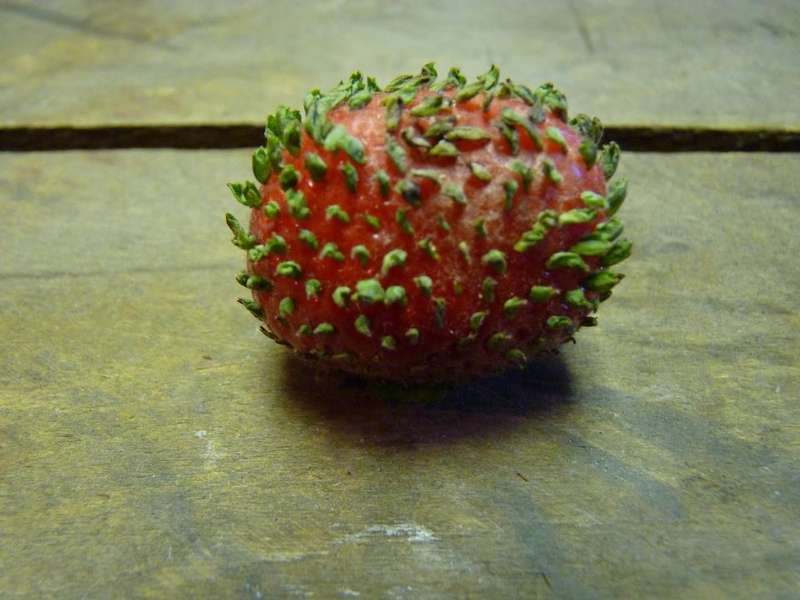 What if a Strawberry's Seeds Started to Germinate? | Imgur.com/RwMOOcE