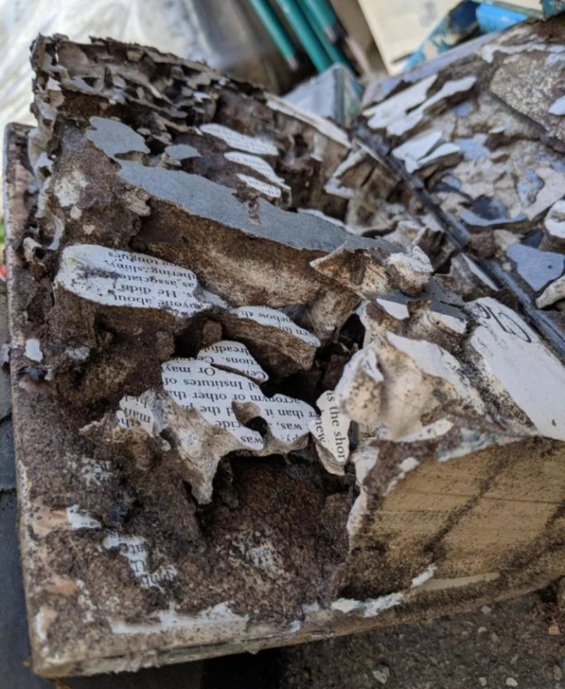 What if Termites Devoured a Book? | Reddit.com/Bellakuz
