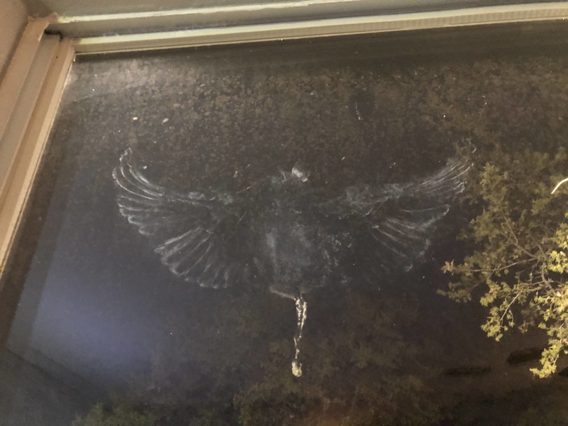 What if a Bird Slammed Into a Window? | Imgur.com/WKFHt1R