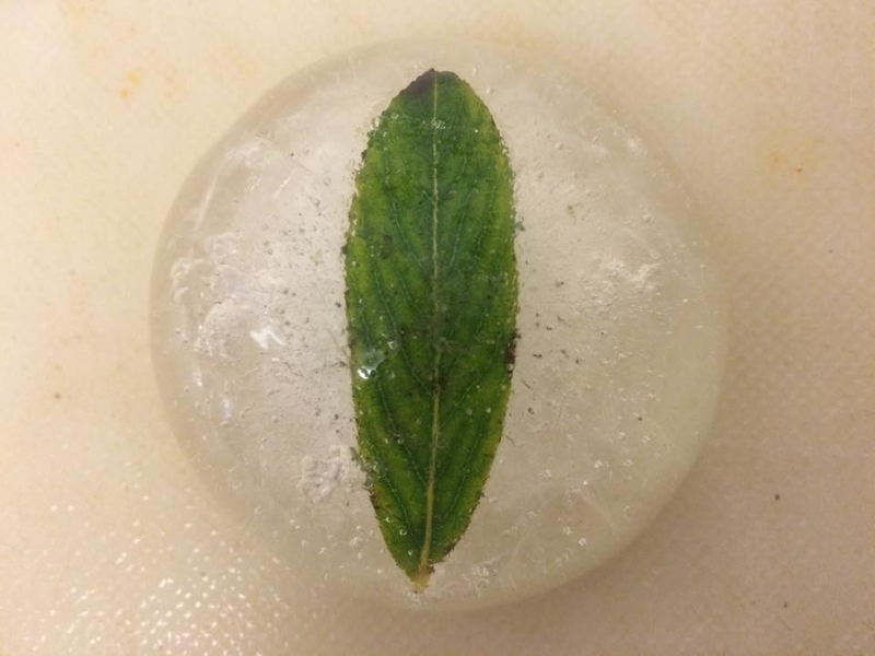What if a Leaf Landed in Freezing Water? | Imgur.com/marcmywords