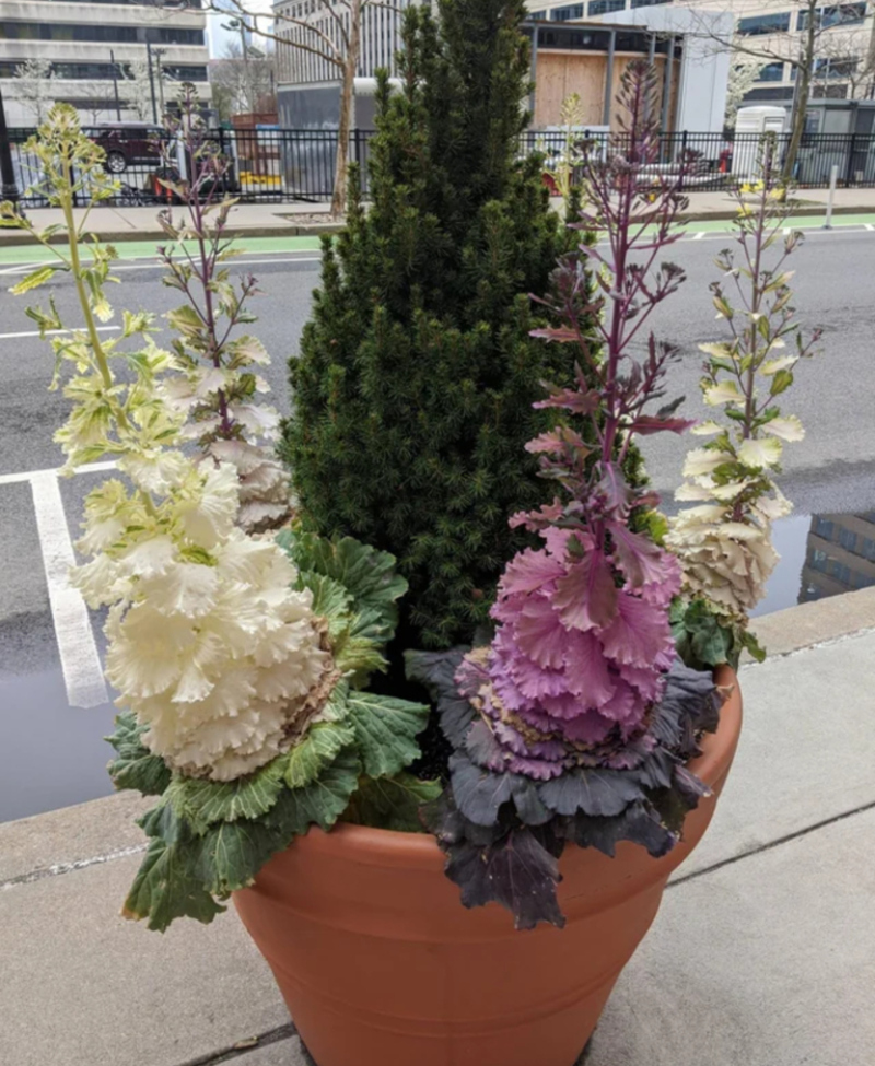What if No One Trimmed an Ornamental Cabbage? | Imgur.com/VAZw85J