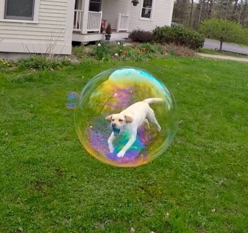 Bubble-Hund | Instagram/@dognamedstella