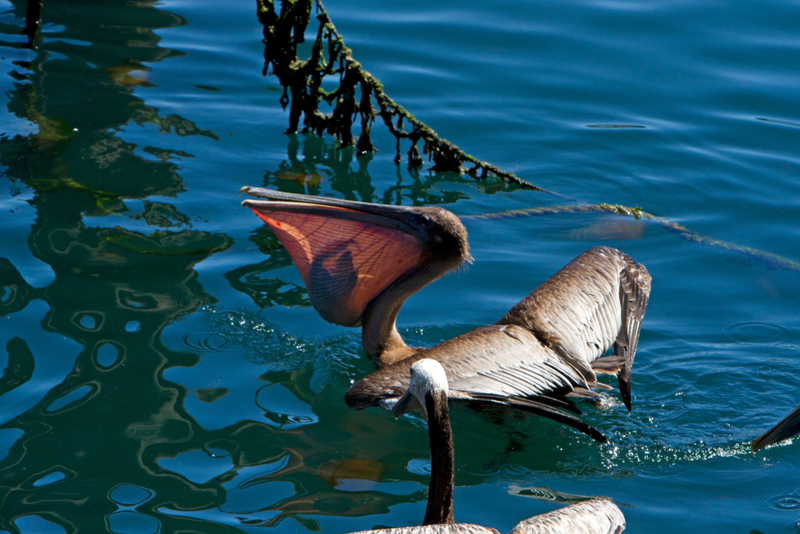 Pelikan-Taschen | Alamy Stock Photo