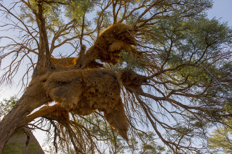 Un nido gigante | Getty Images Photo by Wolfgang Kaehler/LightRocket
