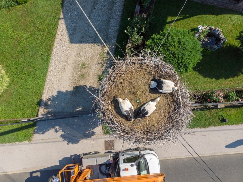 Un nido de pájaro con vista de pájaro | Alamy Stock Photo by Goran Šafarek 
