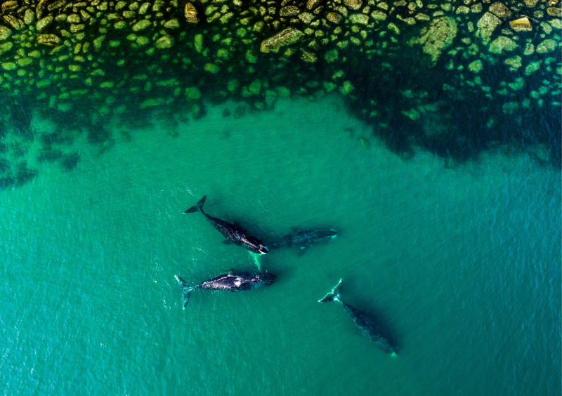 Una familia de orcas | Getty Images Photo by Yuri Smityuk