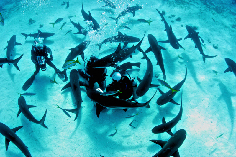 Nadando con tiburones | Alamy Stock Photo by Amanda Nicholls/Stocktrek Images