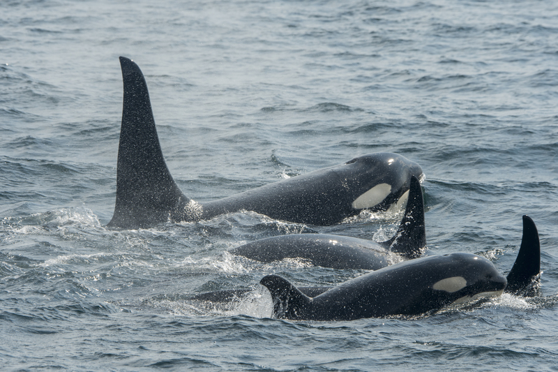 Orcas devorando una ballena gigante | Getty Images Photo by Wolfgang Kaehler/LightRocket