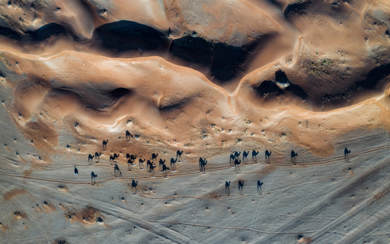 Centinelas del desierto | Shutterstock Photo by Shoaib Ahmed Jan