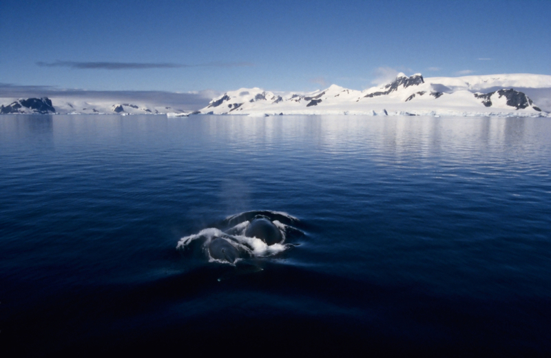 Una familia de ballenas | Alamy Stock Photo by Roberta Olenick/All Canada Photos 