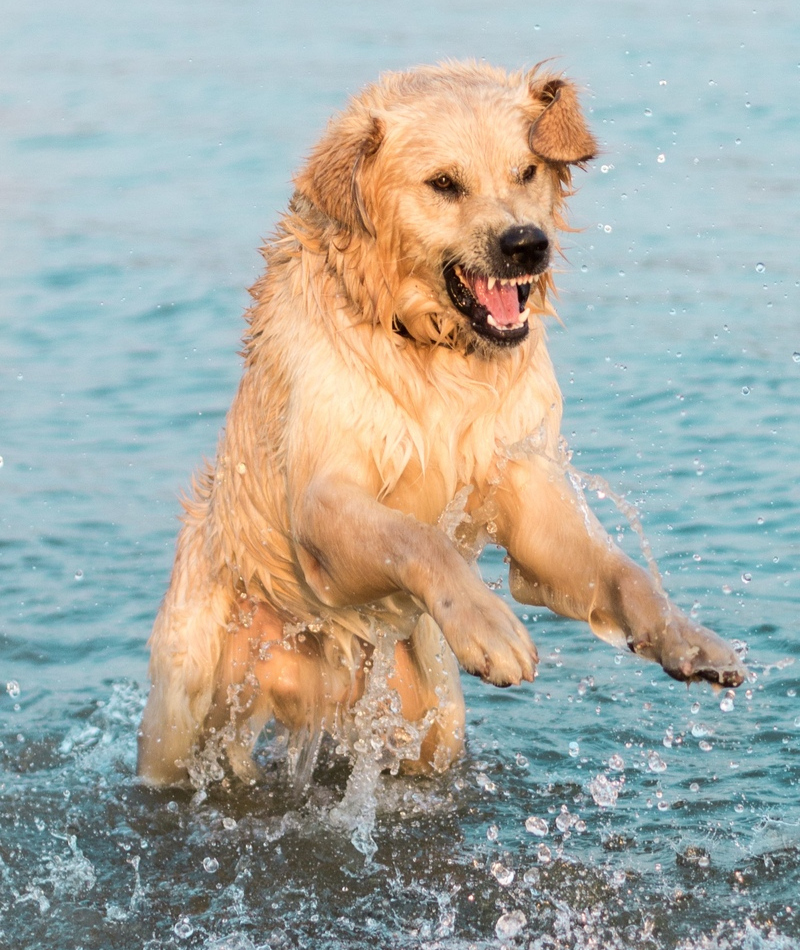 Cuando los perros atacan | Shutterstock Photo by Zivica Kerkez