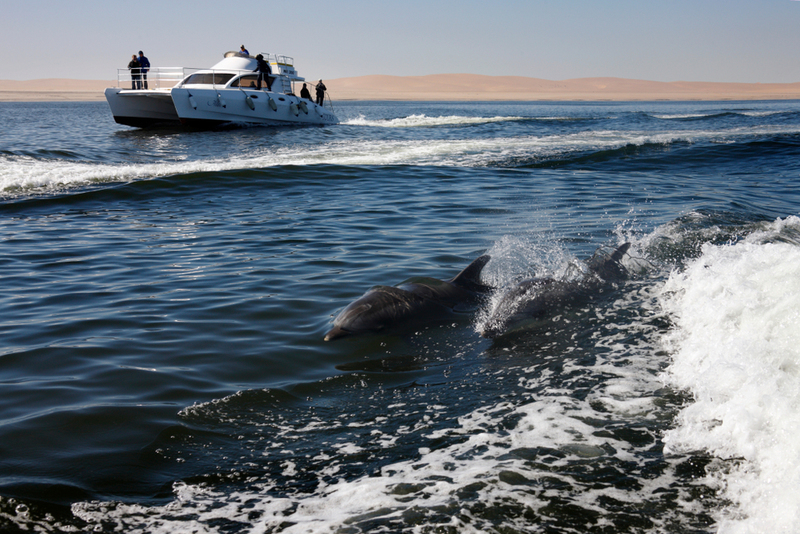Una ballena muerta | Shutterstock Photo by Steve Allen