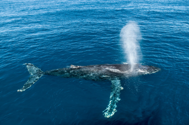 Una hermosa ballena escupiendo | Alamy Stock Photo by Mark Carwardine/Nature Picture Library 