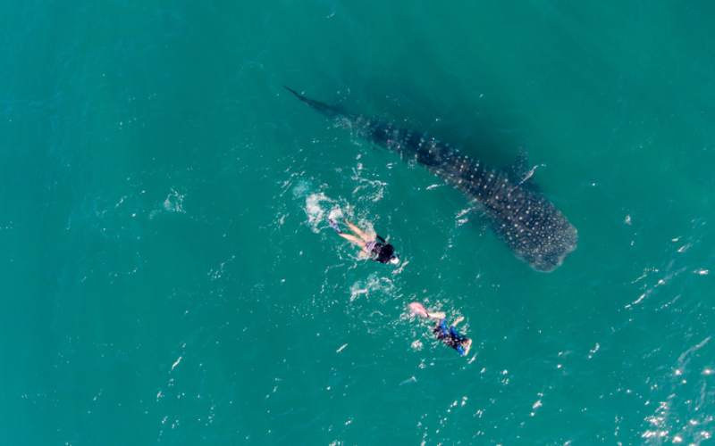 Nadando con tiburones ballena | Shutterstock Photo by Leonardo Gonzalez