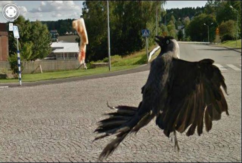 Das kommt in die Kategorie der Vogelmissgeschicke | Reddit.com/Aroonroon via Google Street View