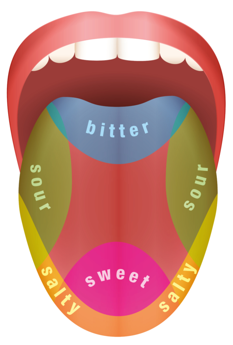 Fun Facts About Your Taste Buds  | Shutterstock