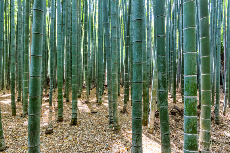 Get Inspired by Bamboo Groves | Shutterstock